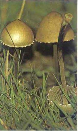 Panaaeolus Sphinctrinus