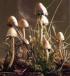 Bluring Psilocybe