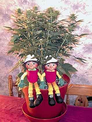 Bill and Ben the flowerpot men