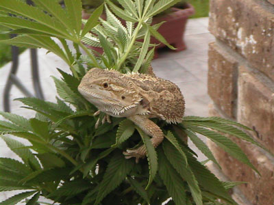 Puff the Magic Dragon