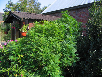 Outdoor summer garden in Belgium