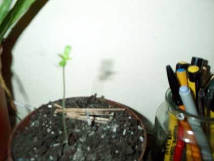 A baby cannabis plant is born.