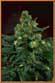 Cannabis Sativa 